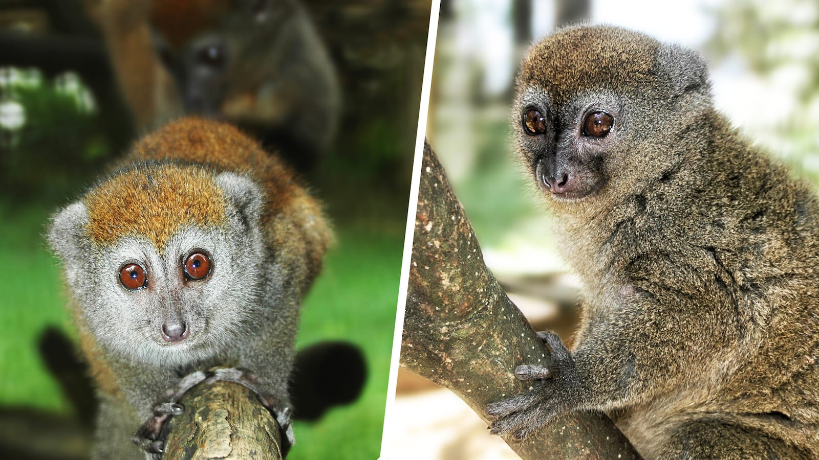 201224-lemur-tease_a1tsvr