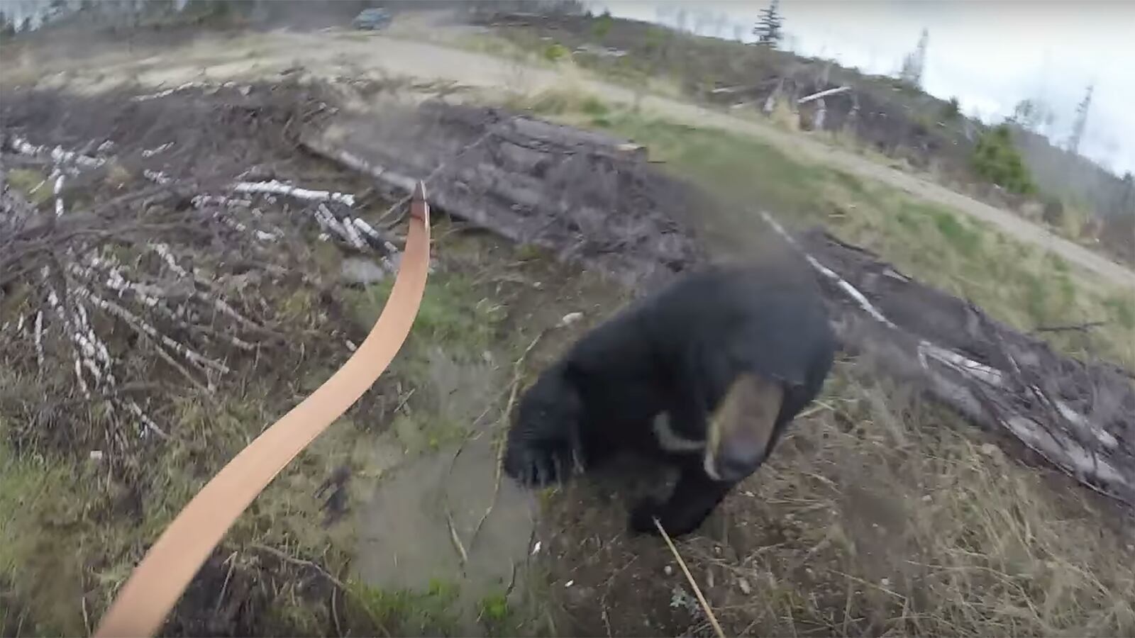 170527-jolicouer-bear-attack-tease_bbepqm