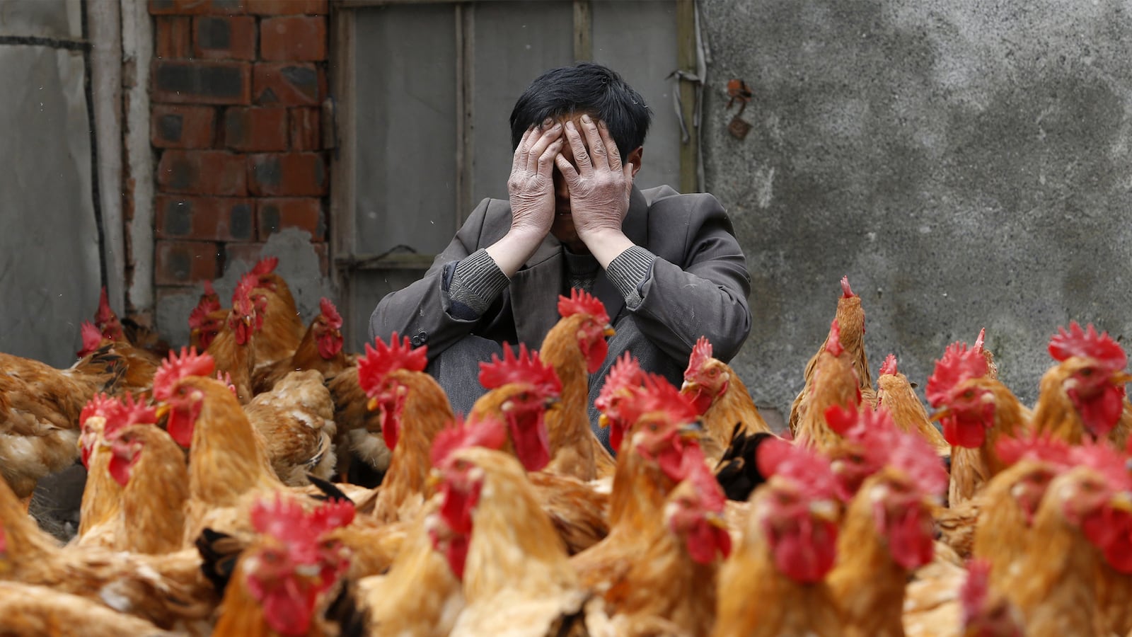 articles/2014/12/27/the-history-of-the-chicken-how-this-humble-bird-saved-humanity/141226-oconnor-chicken-history-tease_ocqtjo