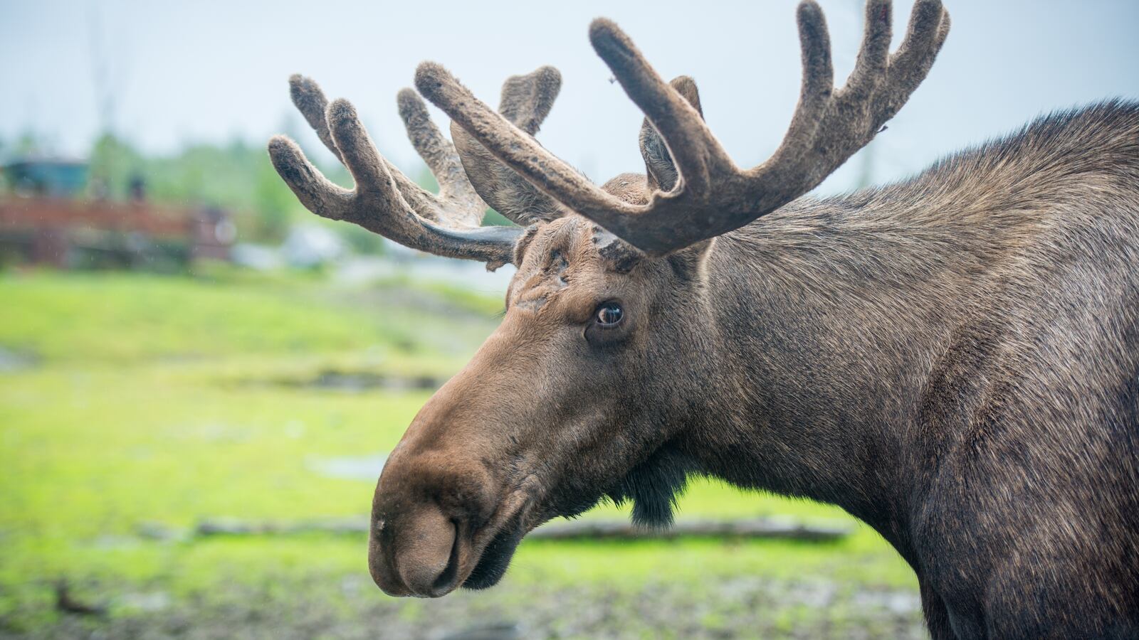 Moose (Alces Alces) in Alaska.. (Photo by: Edwin Remsburg/VW Pics via Getty Images)