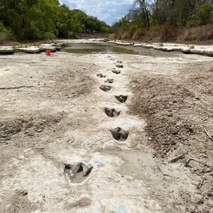 dinosaurprints_kq49wc