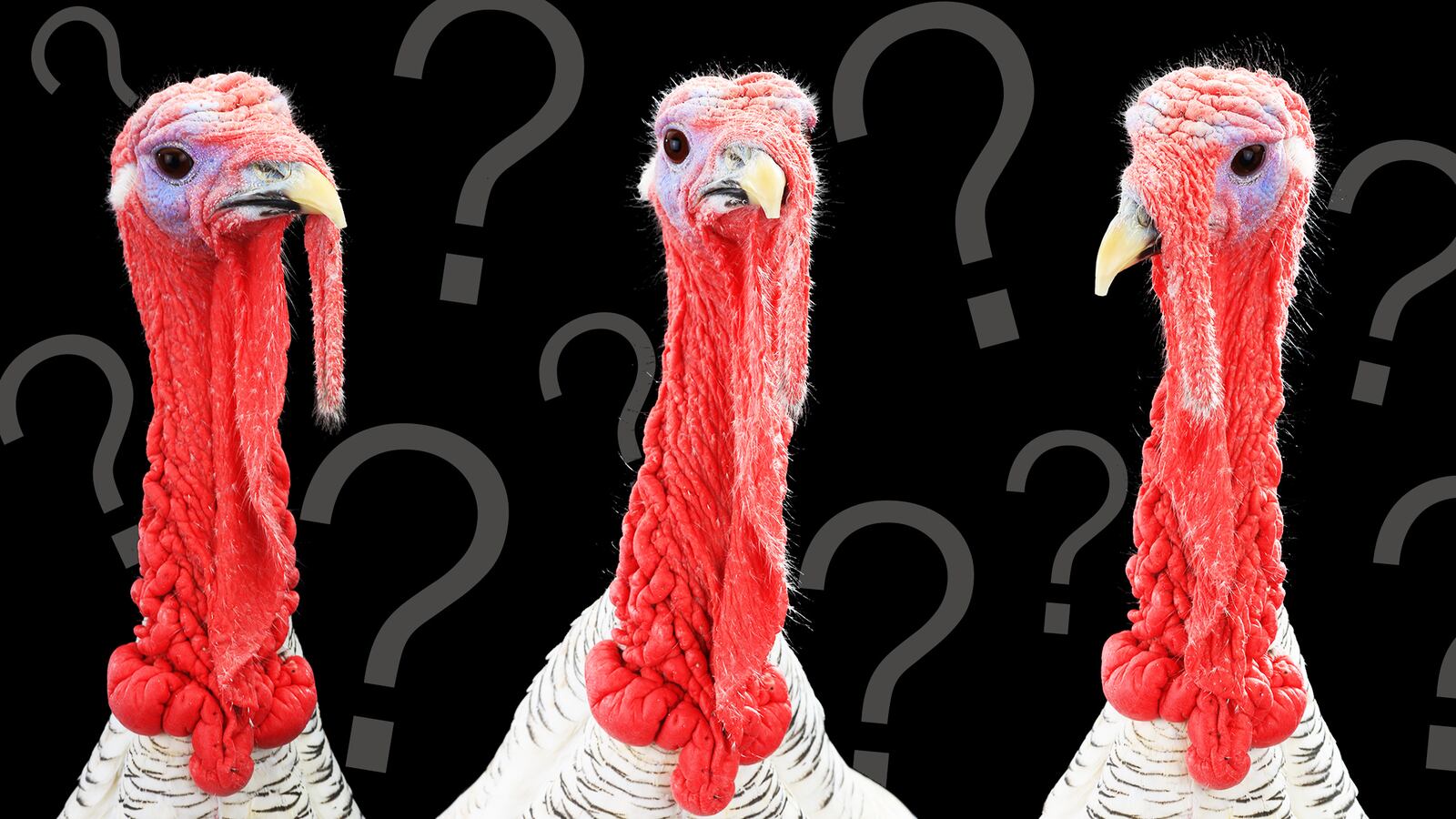 171117-mimi-turkeys-tease_p3keom