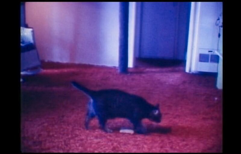 articles/2013/04/26/cat-video-by-b-wurtz-at-triple-canopy-is-the-daily-pic-by-blake-gopnik/cat-daily-pic_bo1c1j