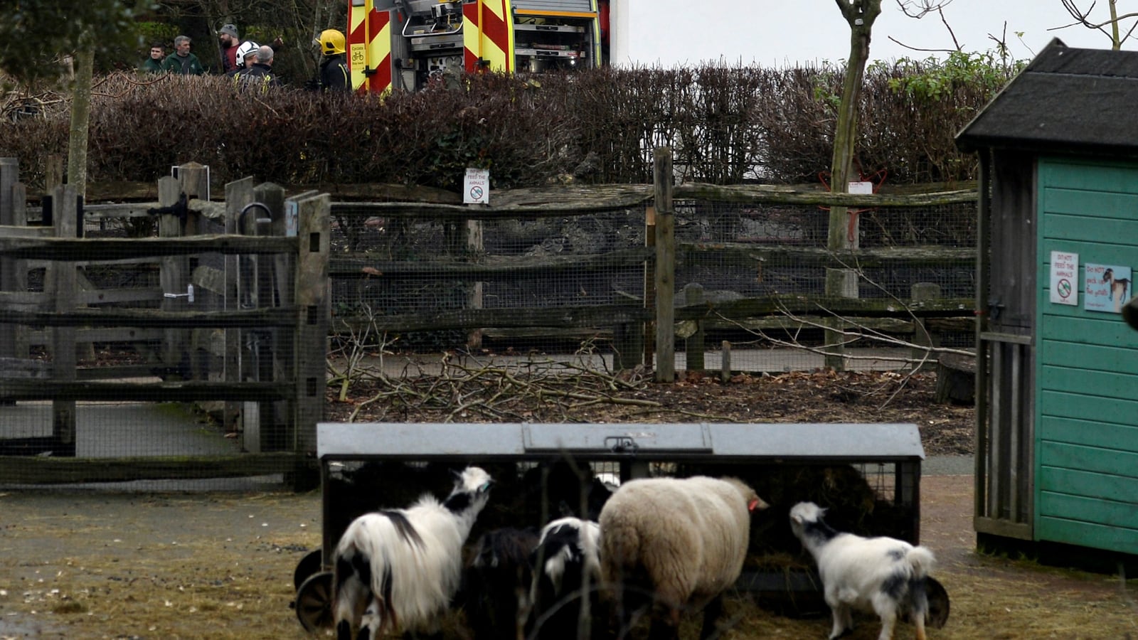 171223-london-zoo-fire-aardvark-cheat_gorwvk