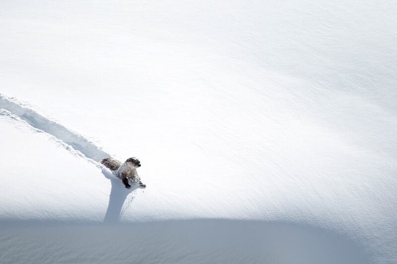 galleries/2015/12/04/scenes-from-wild-yellowstone-photos/151203-wild-yellowstone6_kjndo0