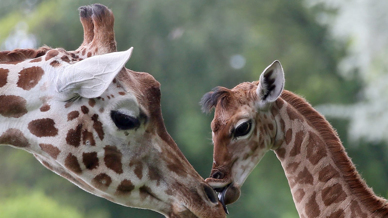 cheats/2016/12/08/giraffes-now-an-endangered-species/161208-giraffe-cheat_ropt2v