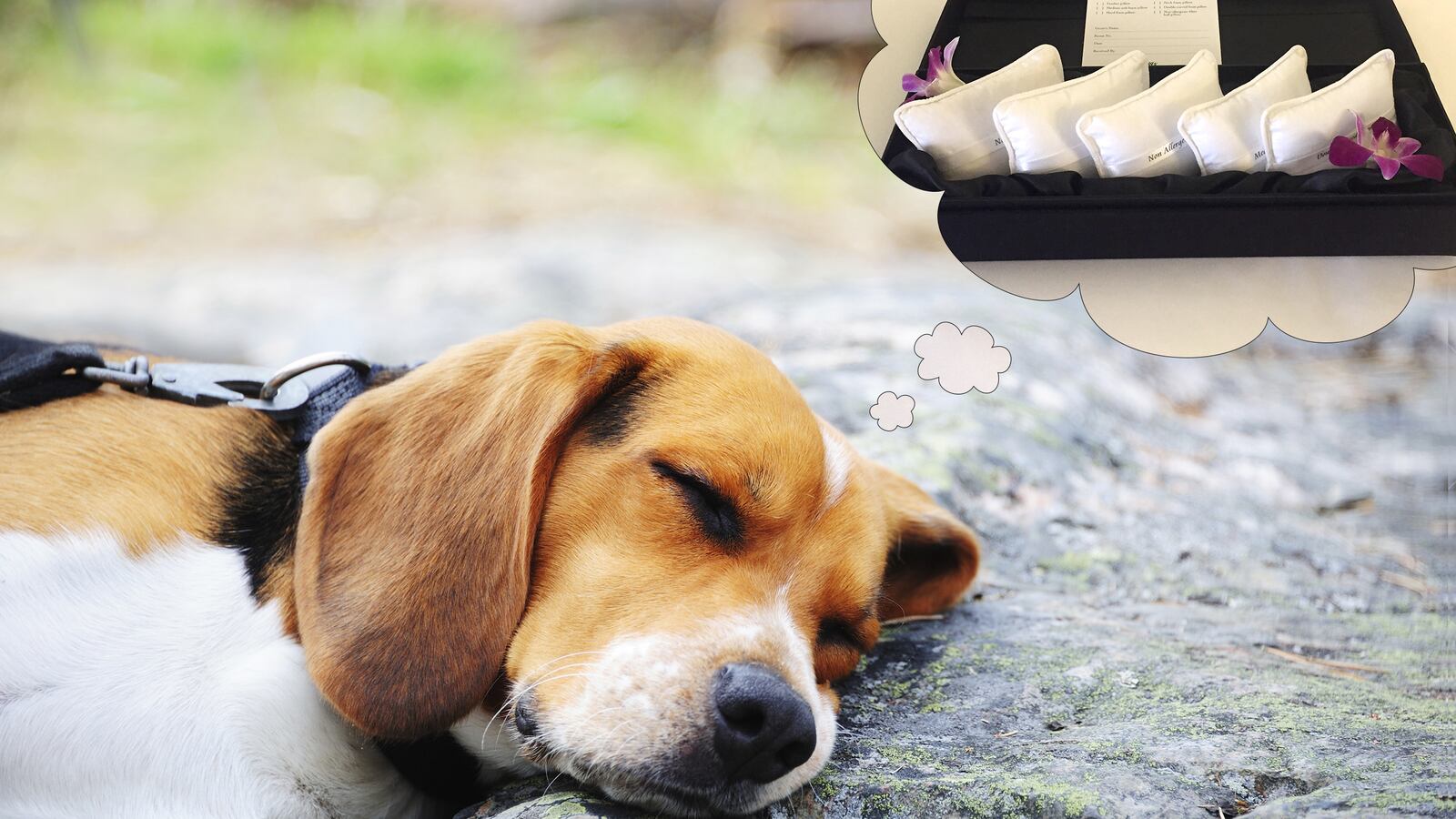 articles/2016/03/06/wow-hotel-pillow-menus-can-really-make-your-head-hurt/160305-sykes-pillow-bar-tease_nwq7k6