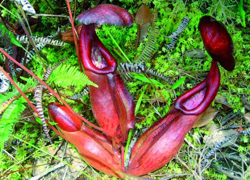 galleries/2010/10/06/new-species-discovered/new-species-mekong-9_mjr0mi