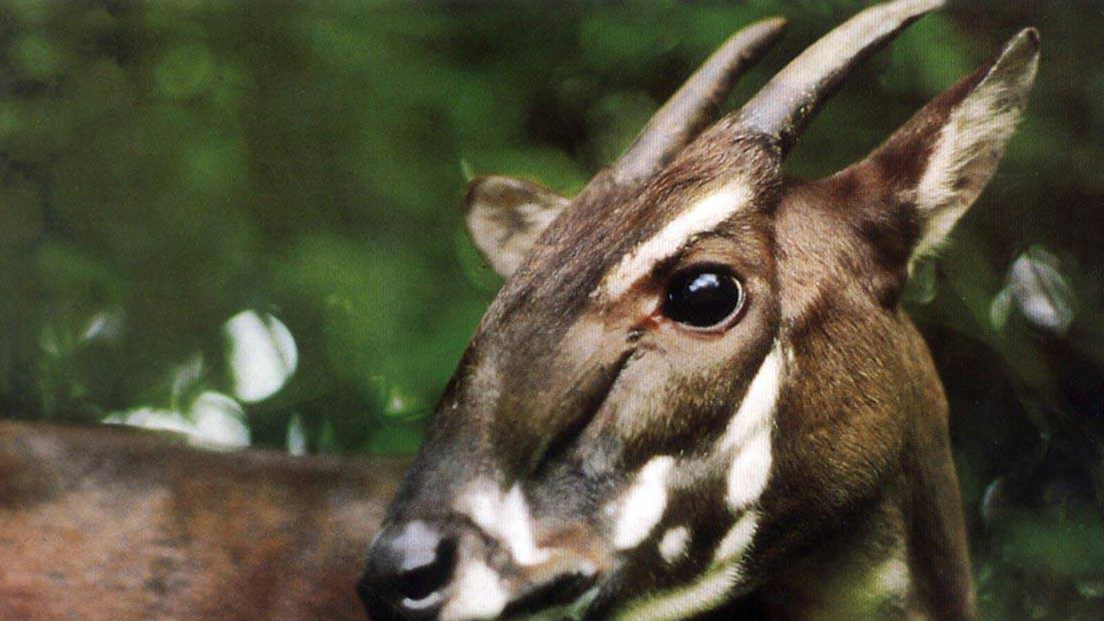 cheats/2013/11/16/seriously-rare-animal-photographed/131114-weird-cheat-saola_kx5vb7