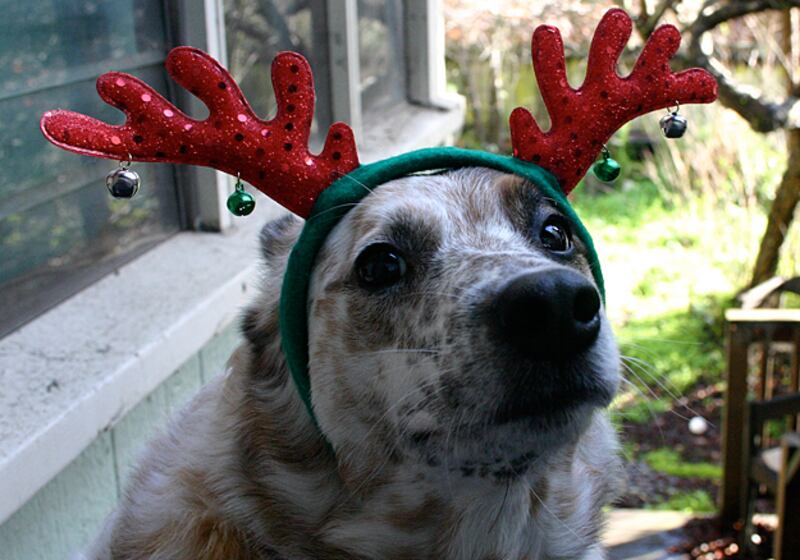 galleries/2010/12/22/reindogs/reindogs-8_qkwqhz