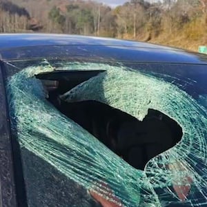 Cat through a windshield