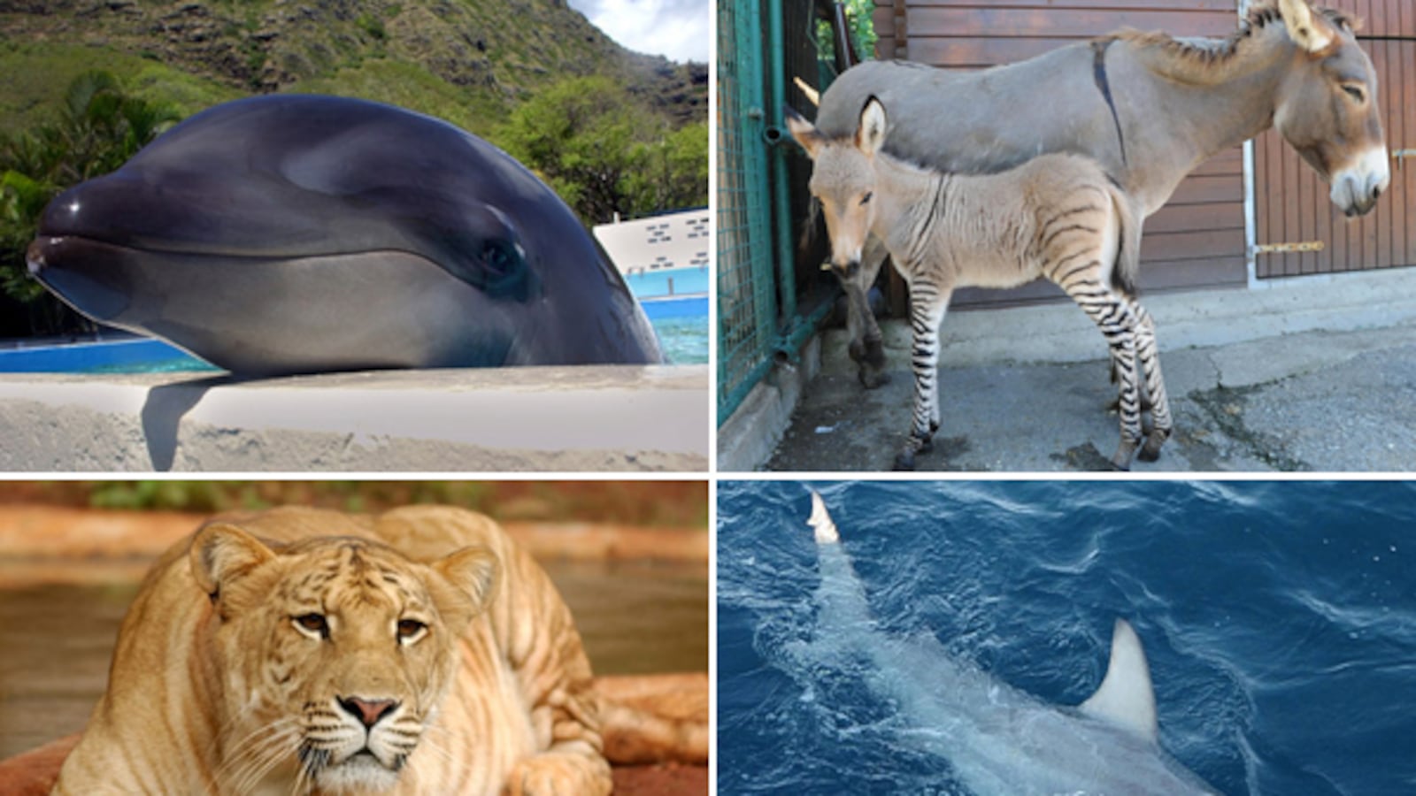 galleries/2012/01/05/amazing-and-bizarre-hybrid-animals-shark-liger-zebroid-and-more-photos/hybrid-animal-gal-tease-NEW_gnrtem