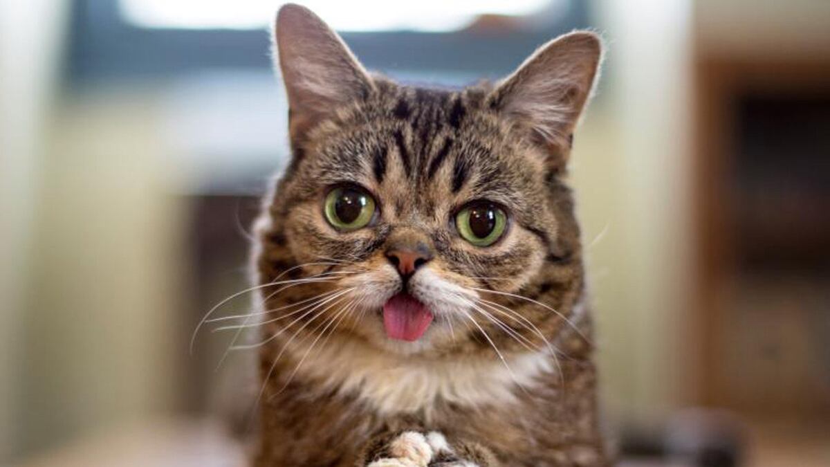 articles/2013/08/02/the-9-hottest-power-cats-of-instagram/130417-lil-bub-vote-tease_niw2ss