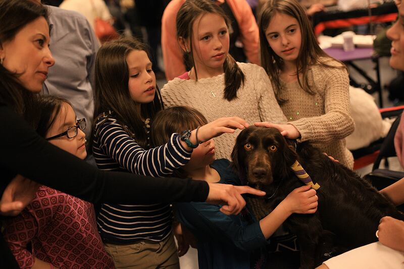 galleries/2014/02/12/westminster-parade-of-purebreds-photos/westminster-gal-01_asboqs