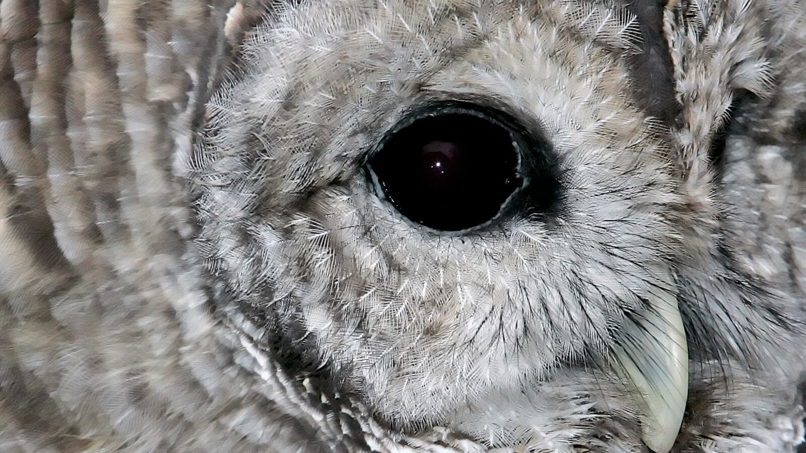 Vilma, an injured Barred Owl, is seen at the Raptor Trust, a bird sanctuary and rehabilitation center in Millington, New Jersey, Dec. 12, 2006.