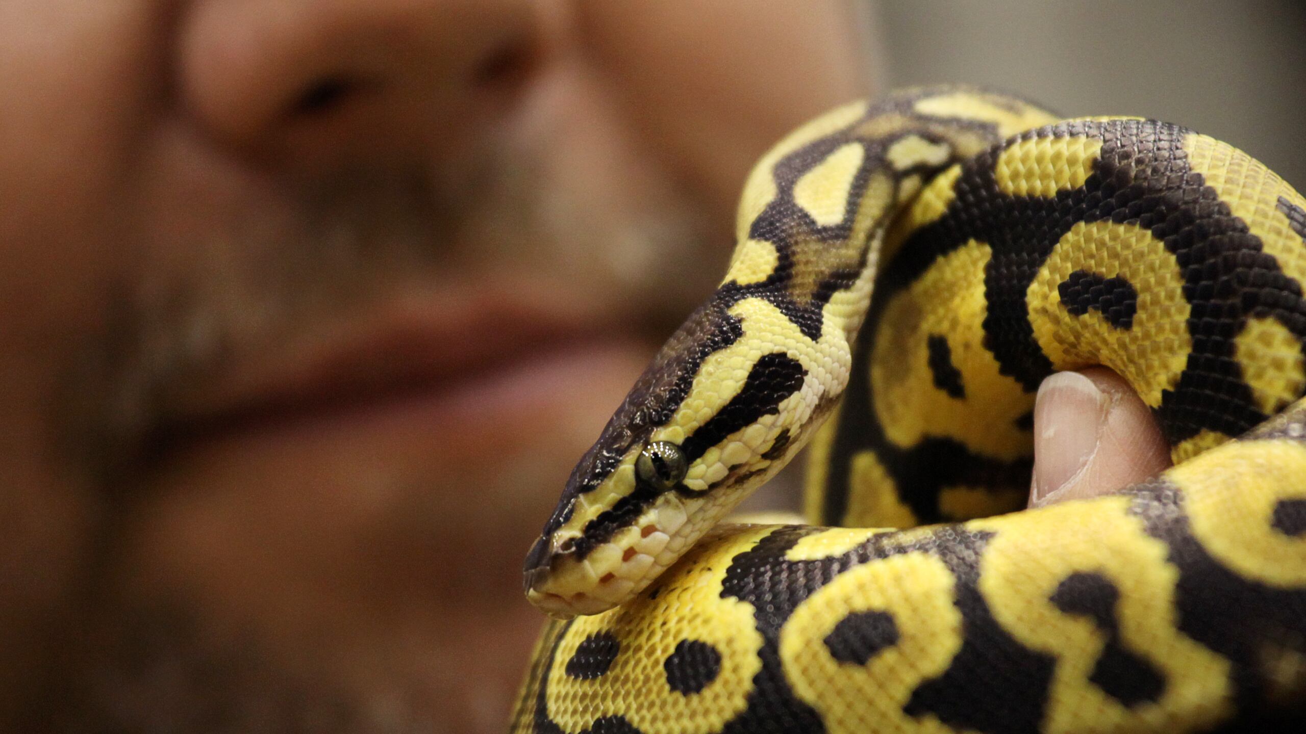 Man Swipes 4-Foot Python From Pet Store by Shoving It Down His Pants