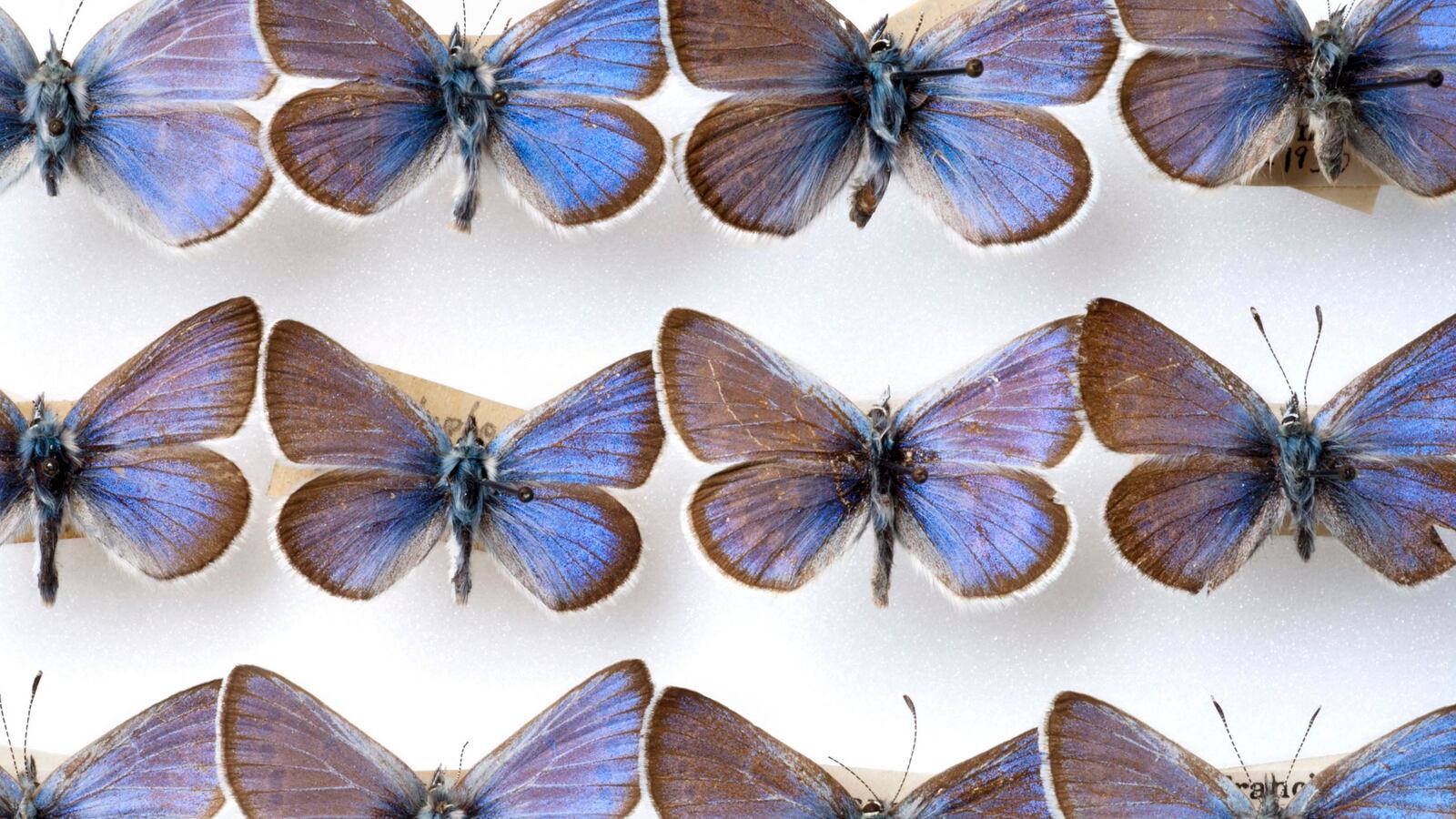 galleries/2013/03/19/10-species-we-d-like-to-see-come-back-from-extinct/130319-extinct-species-gallery-xerces-blue_kjd24e