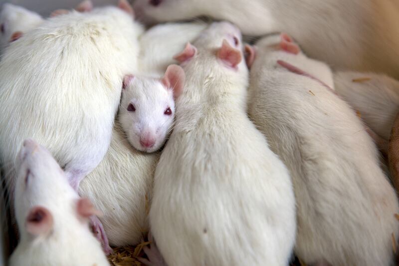 articles/2014/05/19/the-weird-underground-world-of-urban-animal-husbandry/170718-Animal-Husbandry-tease_qsjj3c