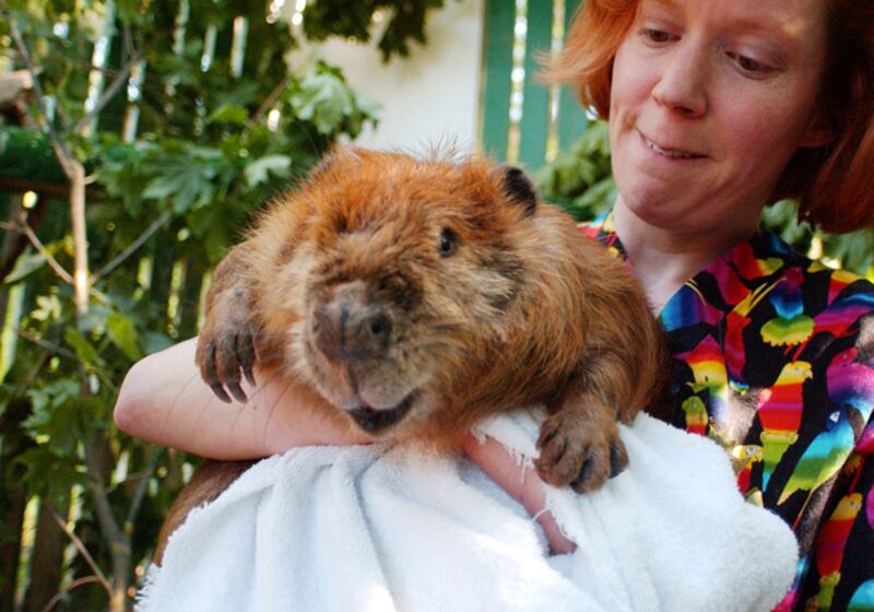 galleries/2010/10/02/google-blacklist/google-blacklist---beaver-lips_urwg1y