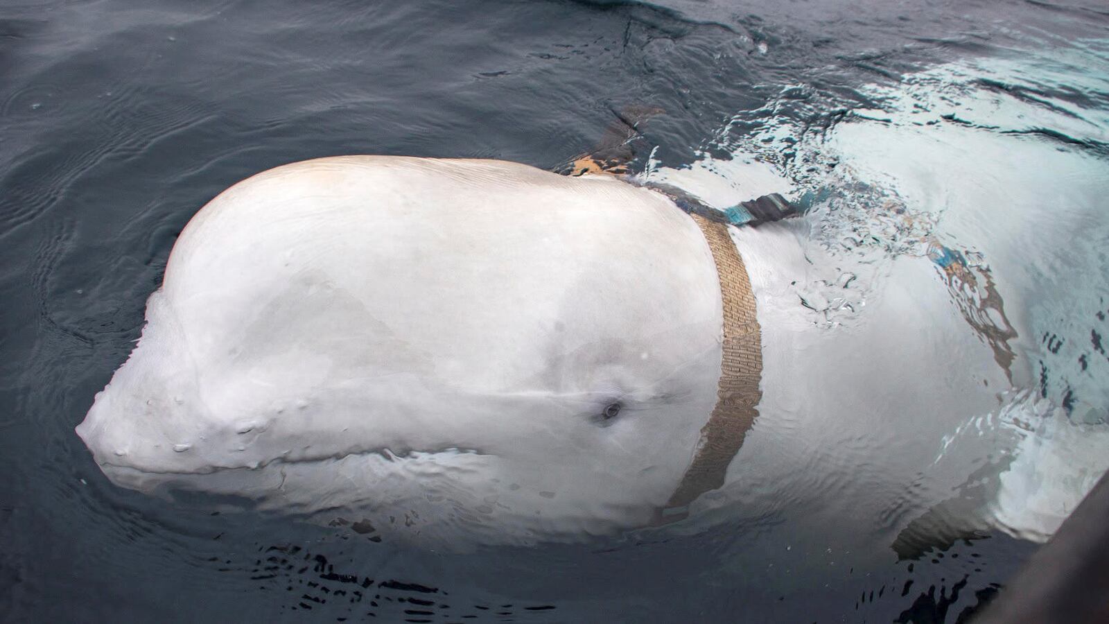 2019-04-29T000000Z_2069248920_RC1508AE3FF0_RTRMADP_3_NORWAY-WHALE_xc7okl