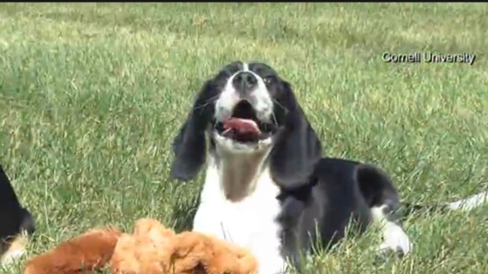 cheats/2015/12/09/world-s-first-ivf-puppies-are-born/151210-ivf-puppies-cheat_p7dfkn