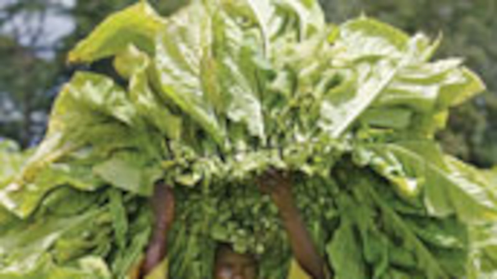 articles/2009/10/13/howard-buffetts-food-fight/howard-buffett_55867_lys0ld