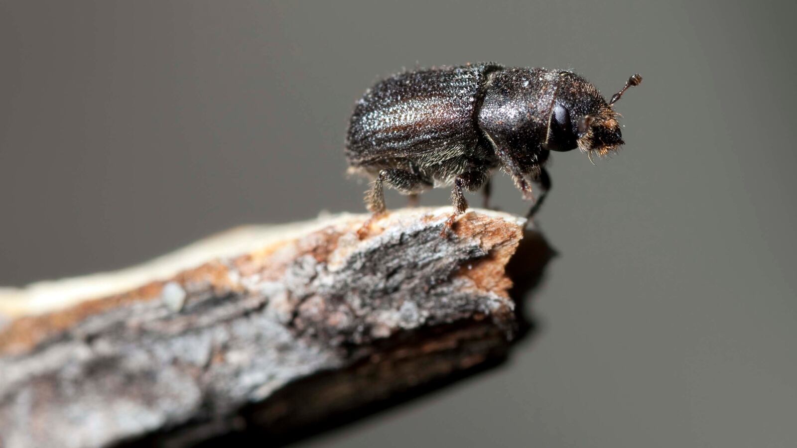 201023-sherriff-beetle-tease_yf2k7z