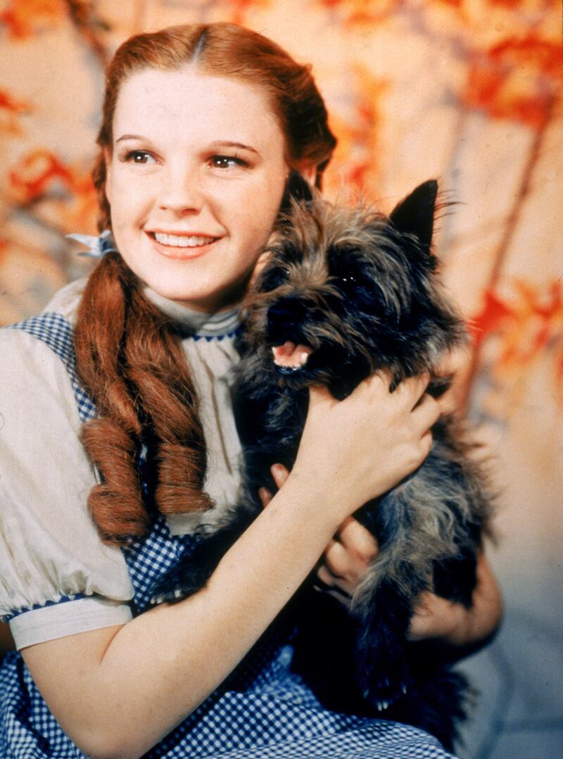 galleries/2012/10/24/8-celebrity-animal-authors-from-toto-to-uggie-photos/animal-authors-toto_n93tfz