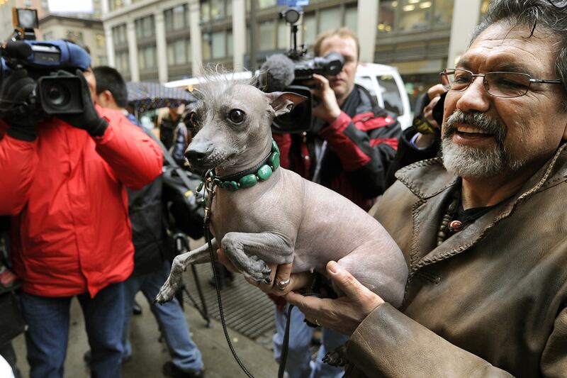 galleries/2012/02/11/new-breeds-to-watch-at-westminster-photos/new-breeds-at-westminster-xoloitzcuintli_xbpiqu