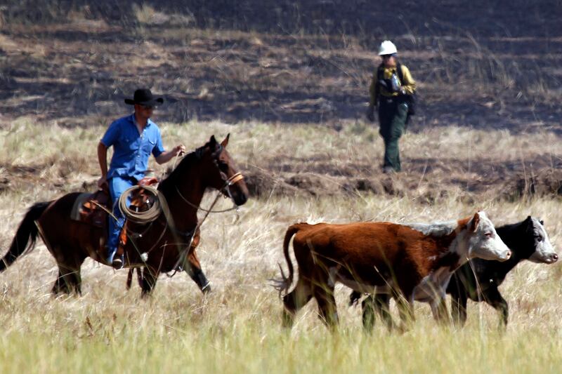 galleries/2012/08/23/yoga-teachers-love-obama-romney-and-obama-donors-by-profession/professional-donations-ranchers_xfackg