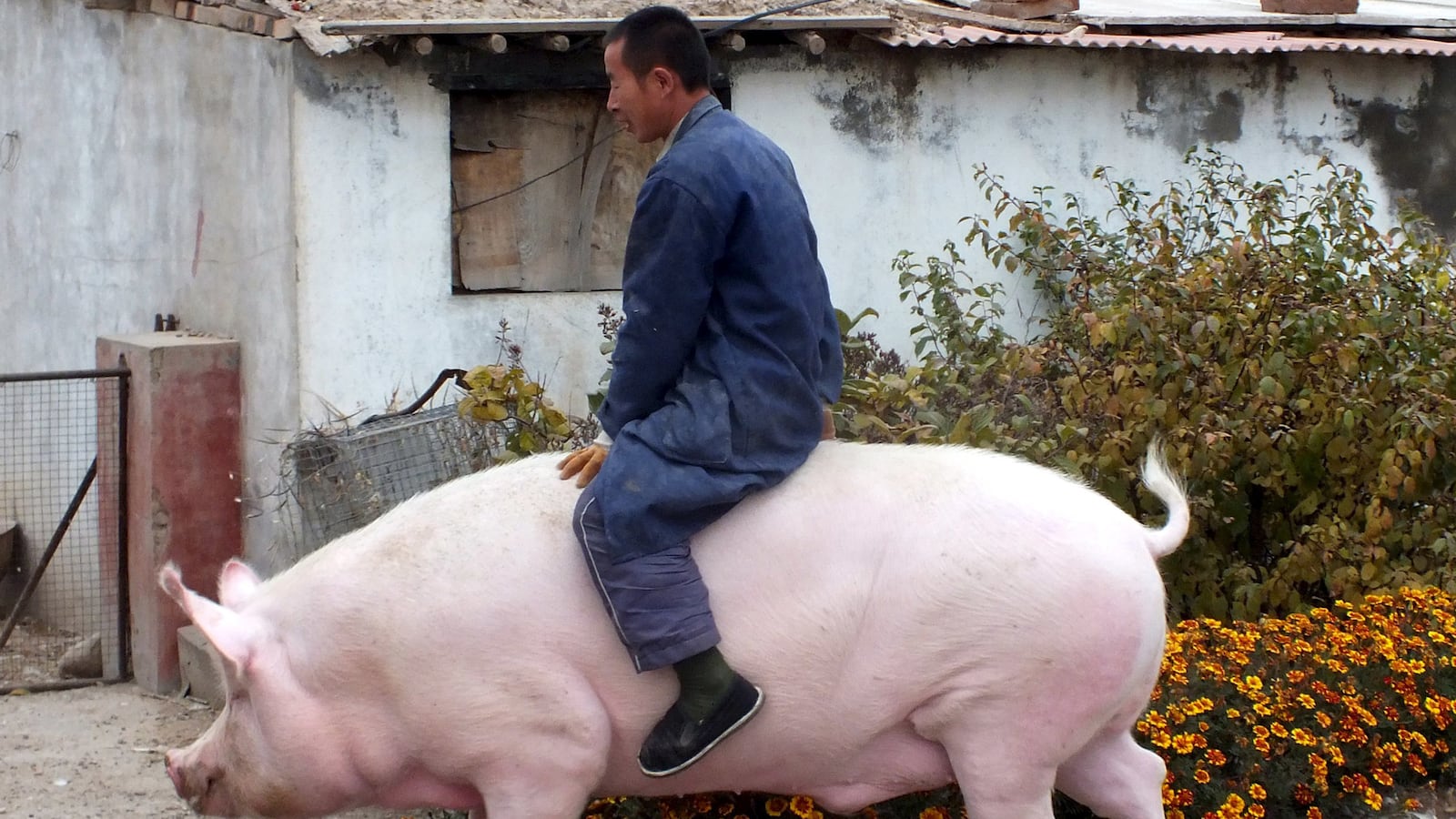 galleries/2015/11/07/the-week-in-pictures-november-7-2015/151106-WIP-11_zhdytb