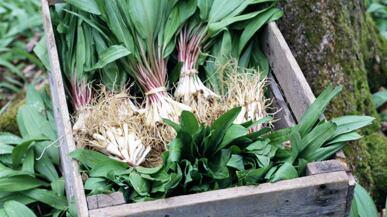 articles/2011/04/26/the-wonderful-world-of-ramps/gimmel-ramp_176054_j5h536