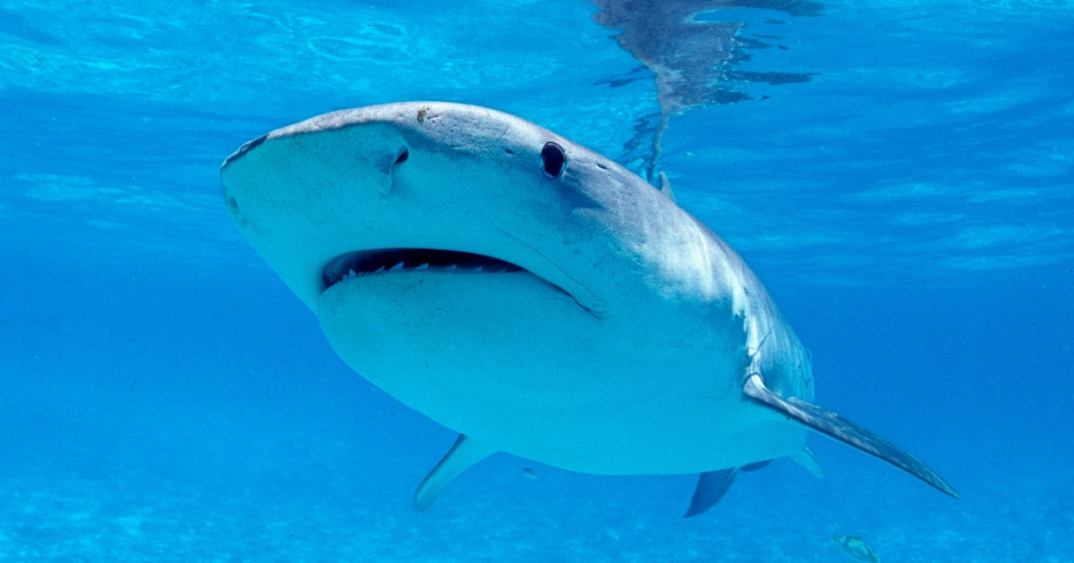 Woman, 56, Killed by Shark in Horror Beach Attack