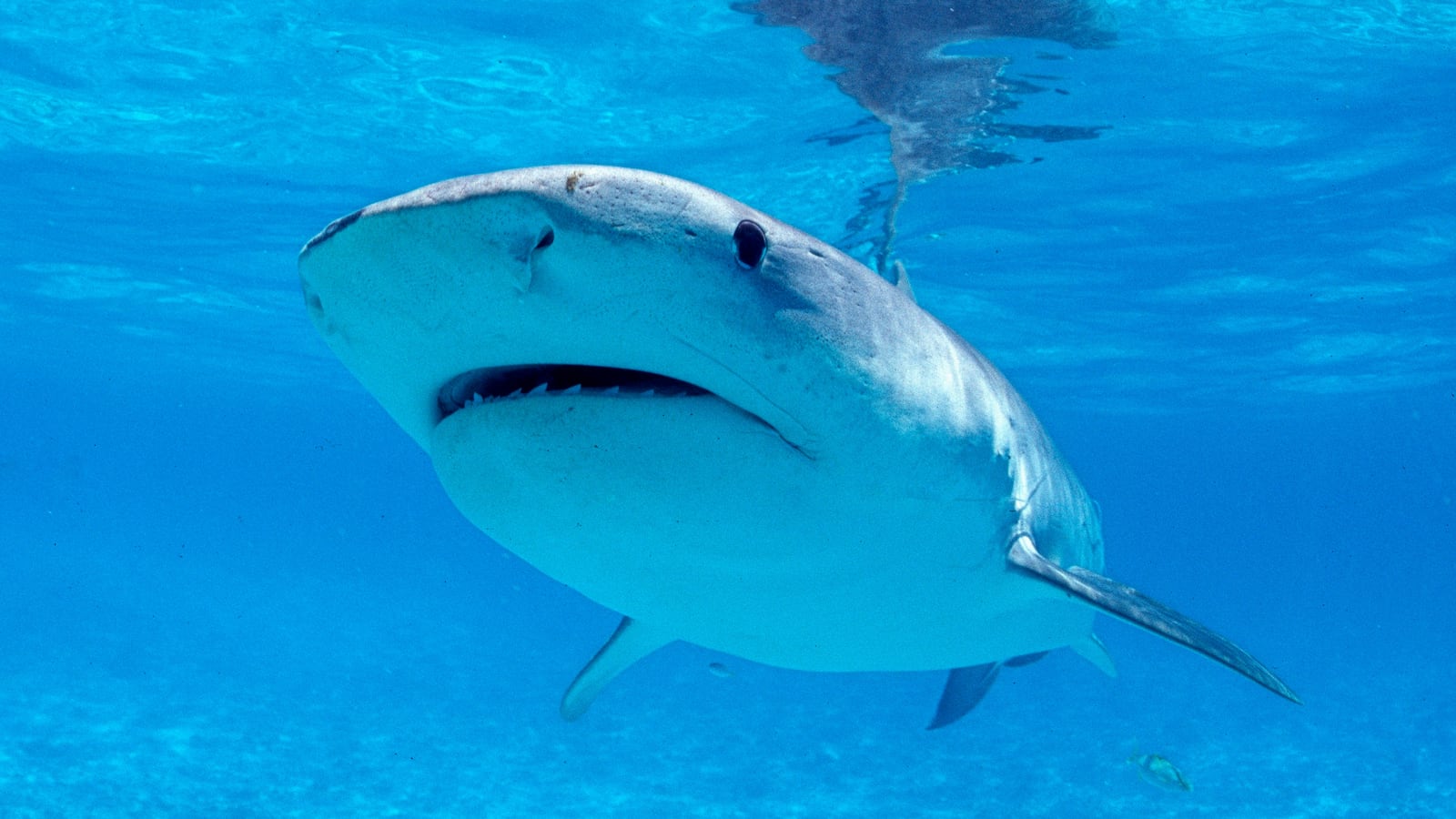 Tiger shark, Galeocerdo cuvieri, are incredibly impressive and large sharks and reach a length of about six meters with a wide mouth and broad nose.