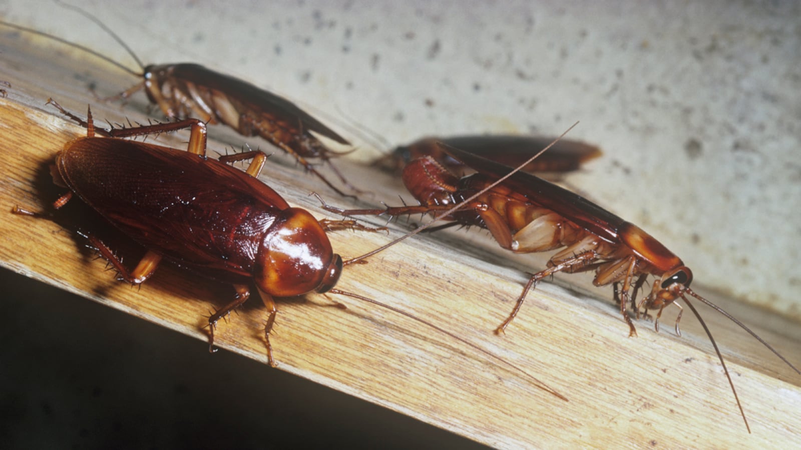 articles/2012/07/12/giant-red-roaches-invade-italy/cockroaches-naples-italy-nadeau_nkn9z8