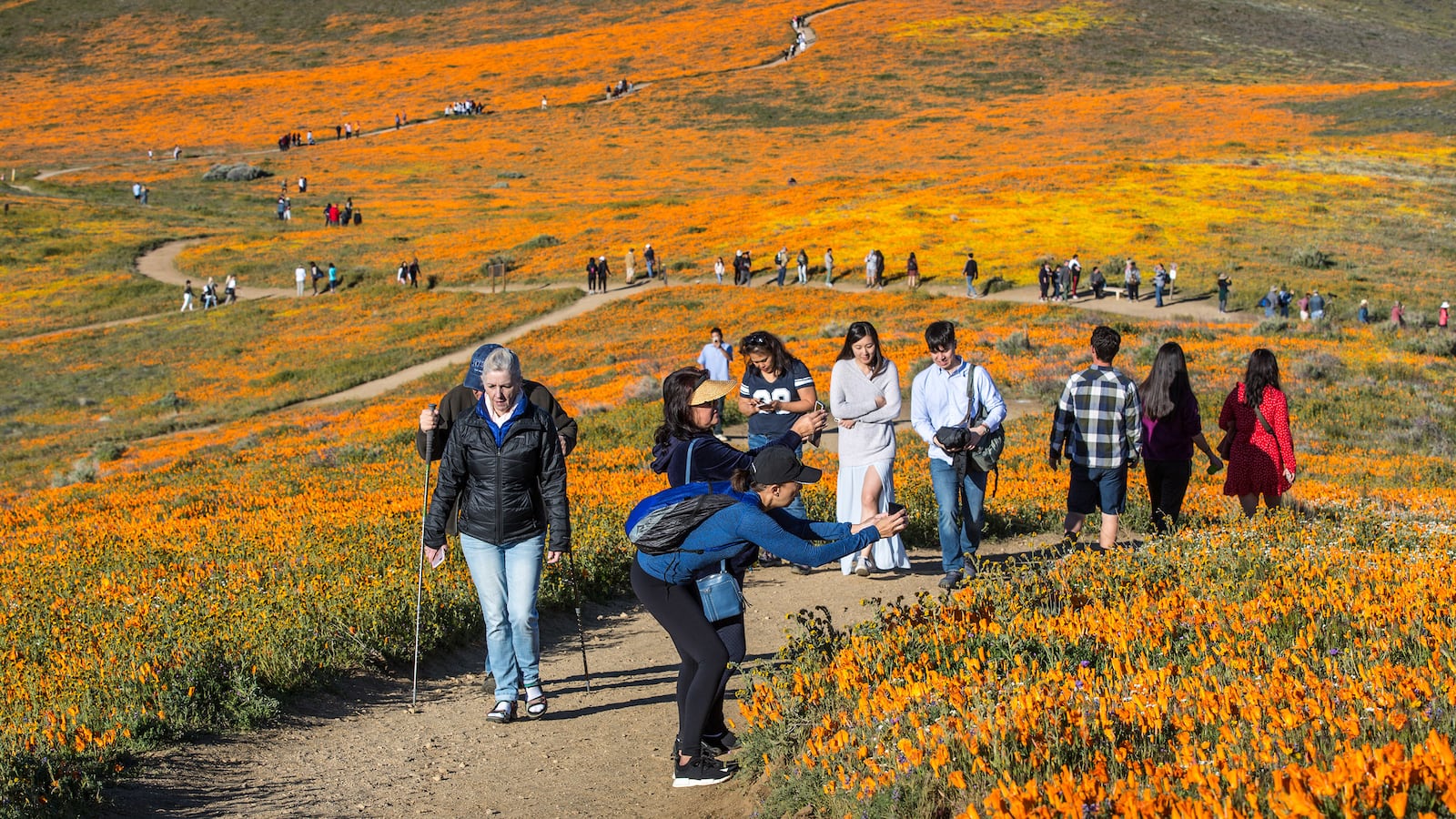 200403-ross-superbloom-tease_pr4qyi