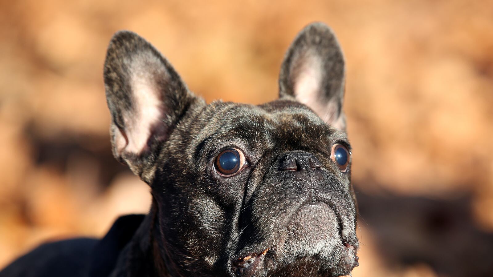 2017-12-03T164601Z_1883468562_RC1938BFDE90_RTRMADP_3_GLOBAL-PETS_rovure