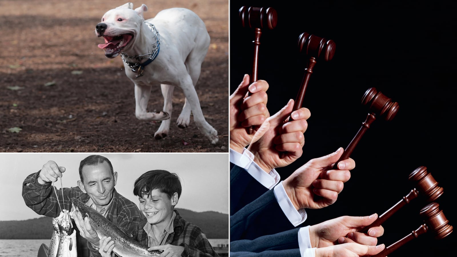 articles/2013/04/27/the-week-in-wingnuts-dog-background-checks-a-un-plot-against-fishing-more/130427-kerr-dineen-wingnuts-tease-embed_azlluz