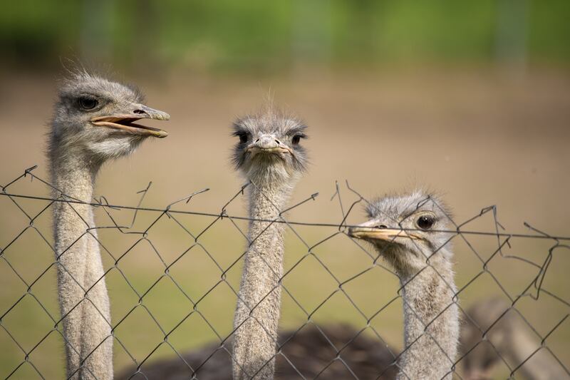 The Canadian government aims to kill over 300 ostriches that are infected with bird flu.