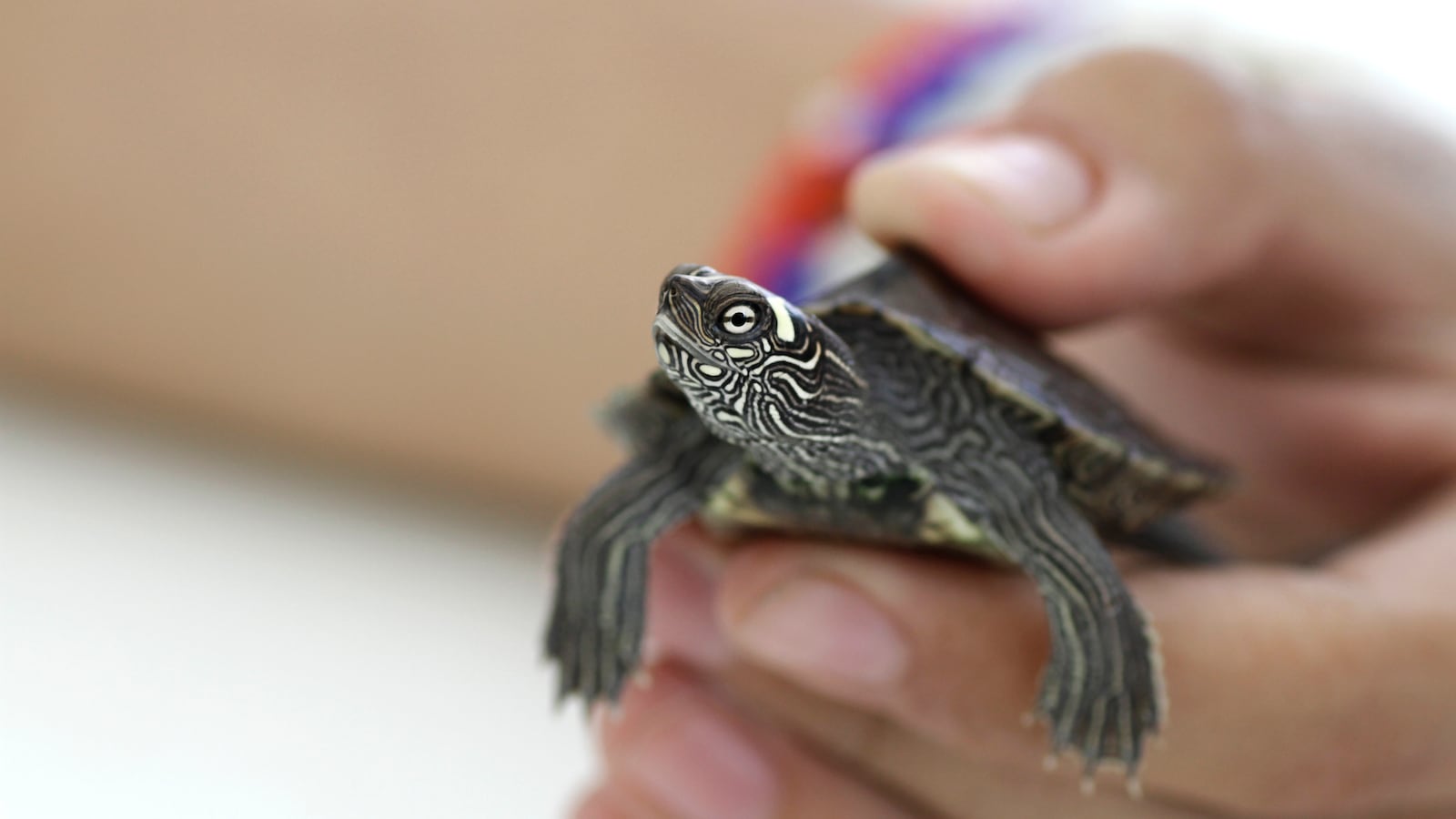 Cropped Image of Hand Holding Turtle.