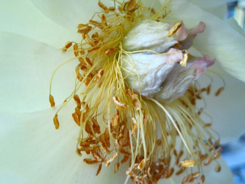galleries/2010/05/04/dominique-browning-s-favorite-flowers/bouquets-6_lxcbjk