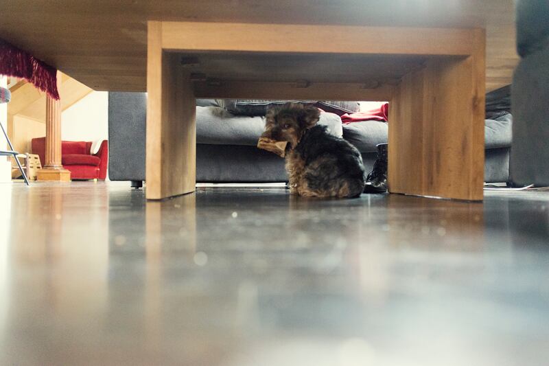 galleries/2015/02/22/inside-the-posh-life-of-a-new-york-yorkie-photos/150220-bear-dog-08_si8p1g