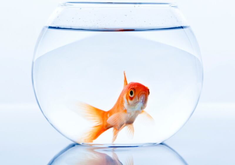 galleries/2010/11/09/which-pets-live-the-longest/pets---goldfish_rdlblx