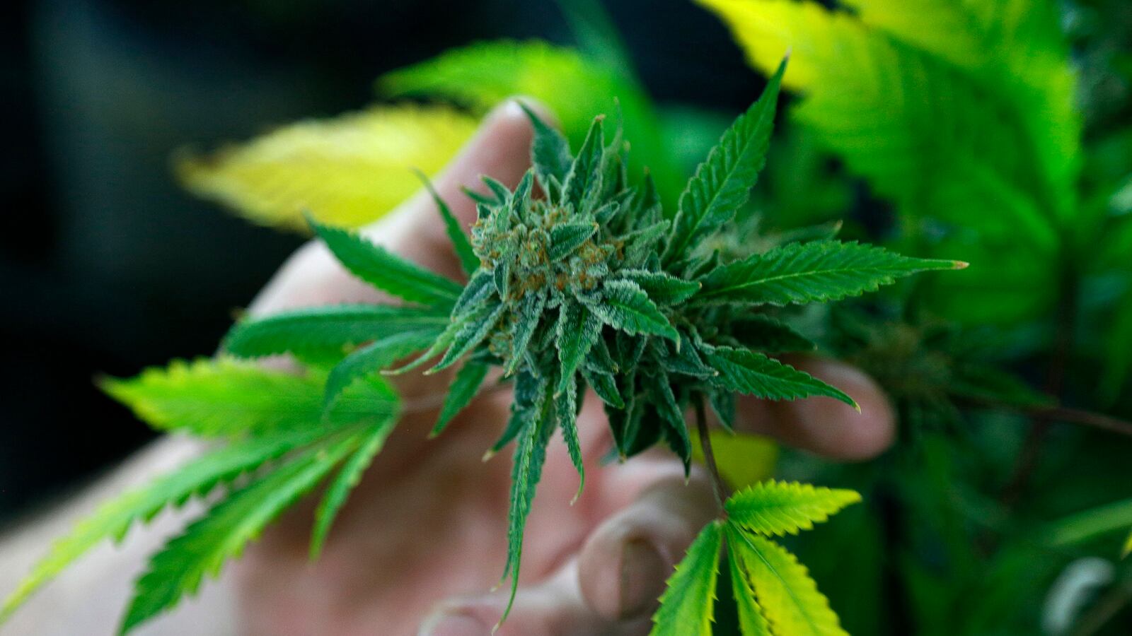 cheats/2015/06/15/court-ok-to-fire-colorado-pot-smokers/150615-denver-pot-cheat_tv1s6j