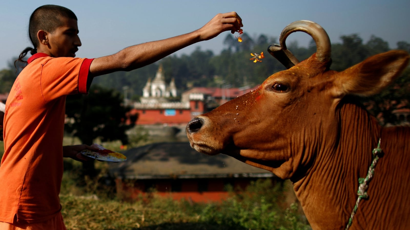 cheats/2017/04/05/hindu-cow-vigilantes-in-india-beat-man-to-death/170405-cow-vigilantes-cheat_knfwz5
