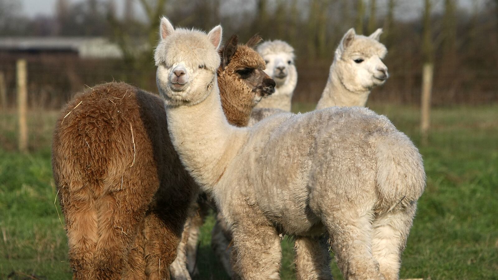 GettyImages-78439686_btbrin