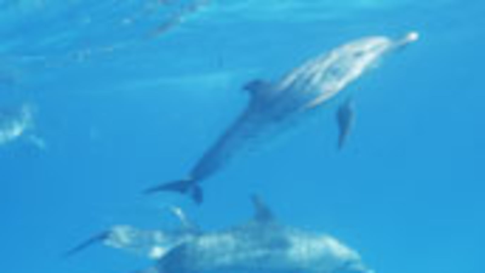 articles/2010/08/28/dolphin-wars/dehnart-blood-dolphins_122316_djxnez