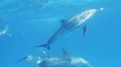 articles/2010/08/28/dolphin-wars/dehnart-blood-dolphins_122316_djxnez