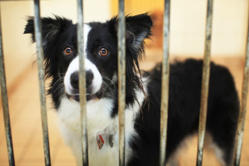 galleries/2010/10/29/dangerous-dogs/dangerous-dogs---border-collie_syxwoj