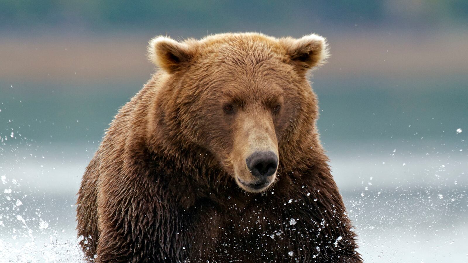 cheats/2014/05/20/woman-treks-two-miles-after-bear-attack/140520-bear-attack-cheat_qkxjoq